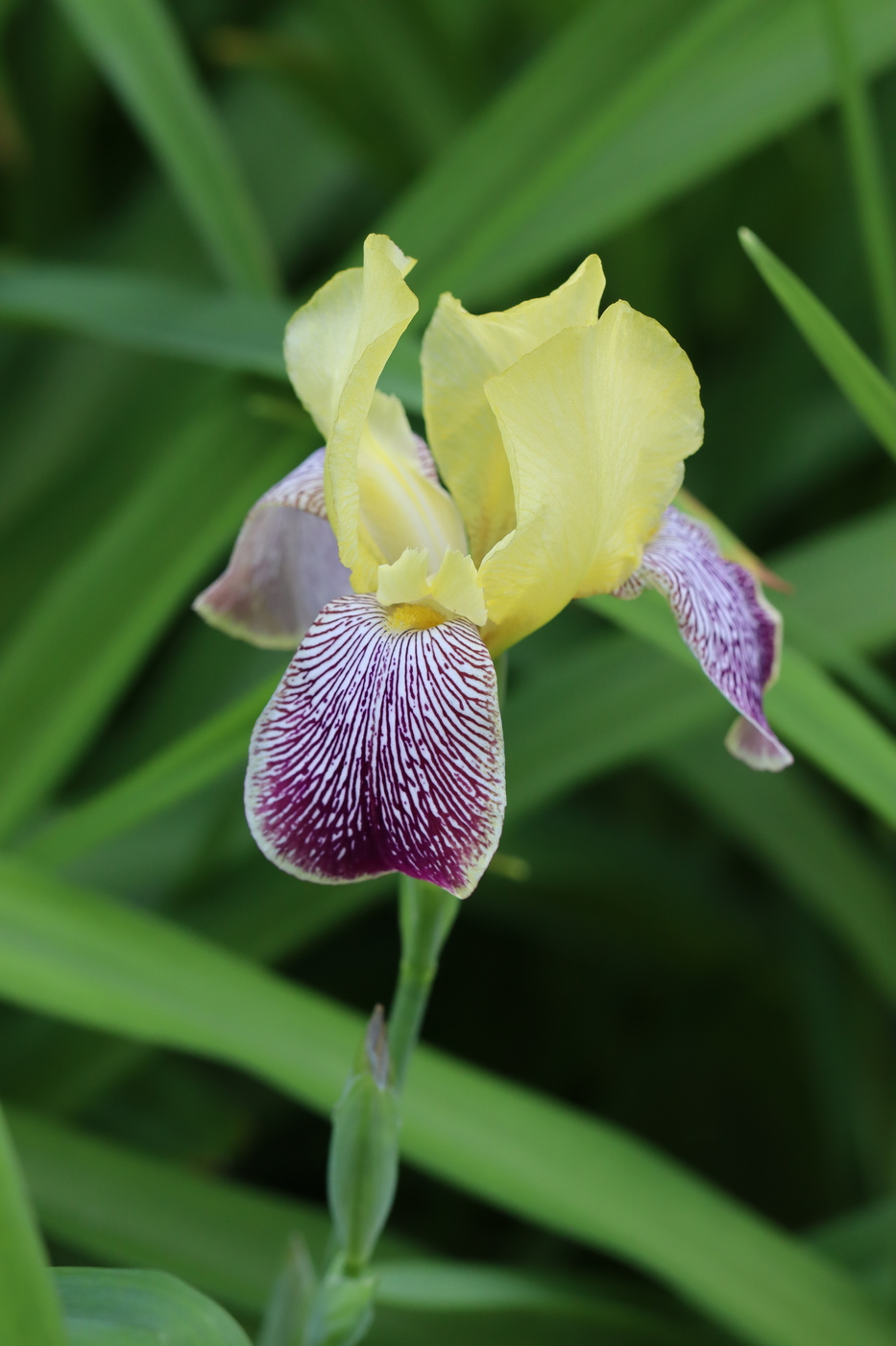 Image of Iris × hybrida specimen.