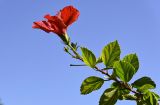 Hibiscus rosa-sinensis. Верхушка побега с цветком. Марокко, обл. Драа - Тафилалет, окр. г. Эр-Рашидия, в культуре. 03.01.2023.