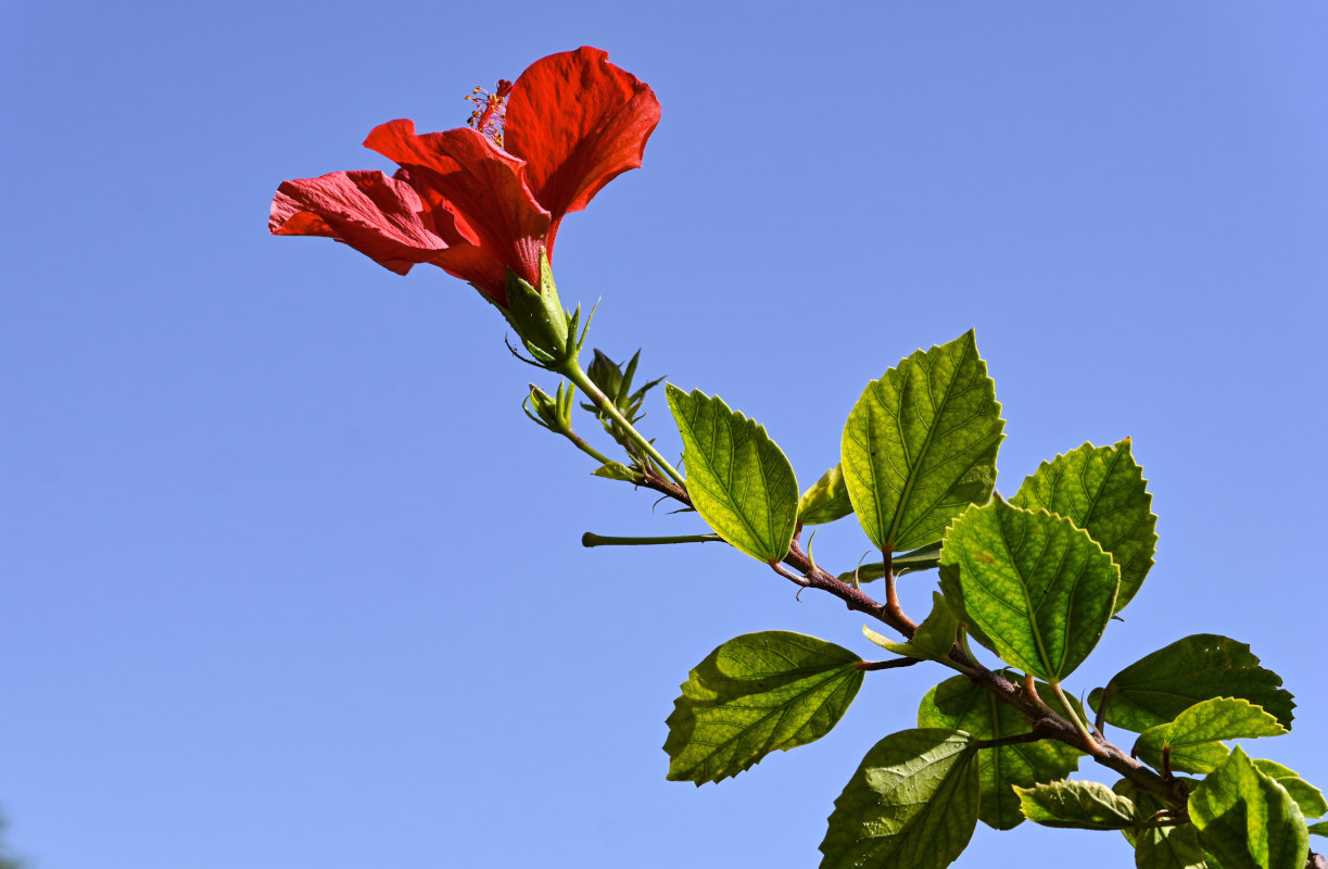 Image of Hibiscus rosa-sinensis specimen.