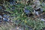 genus Onobrychis