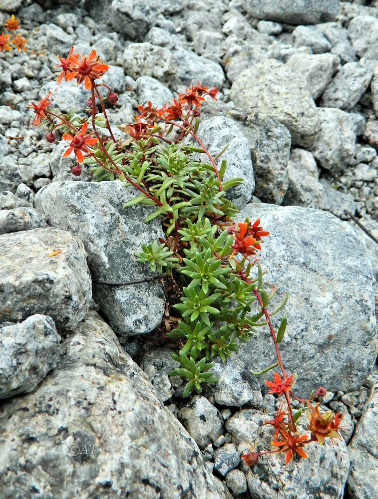 Image of Saxifraga aizoides specimen.