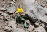 Tulipa dubia