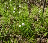 Stellaria holostea