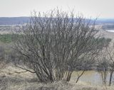 Image of taxon representative. Author is Игорь Павлов