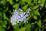 Plumbago auriculata