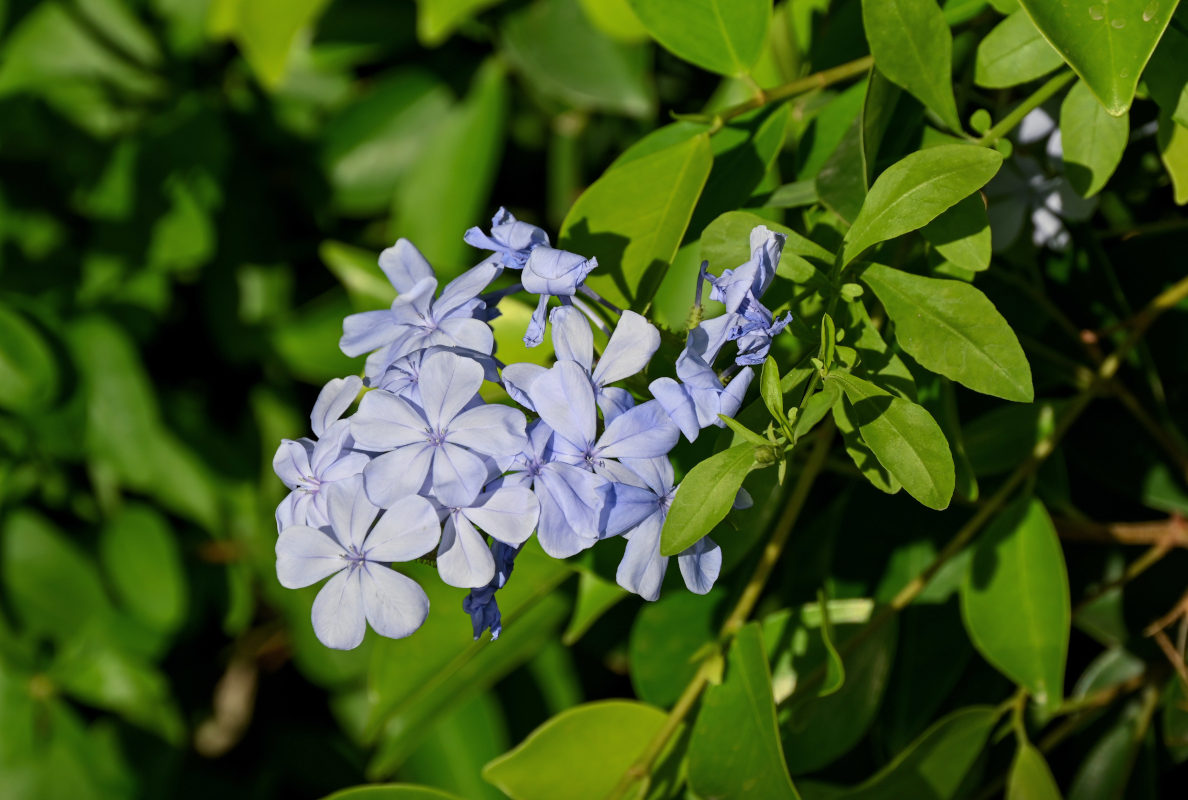 Изображение особи Plumbago auriculata.