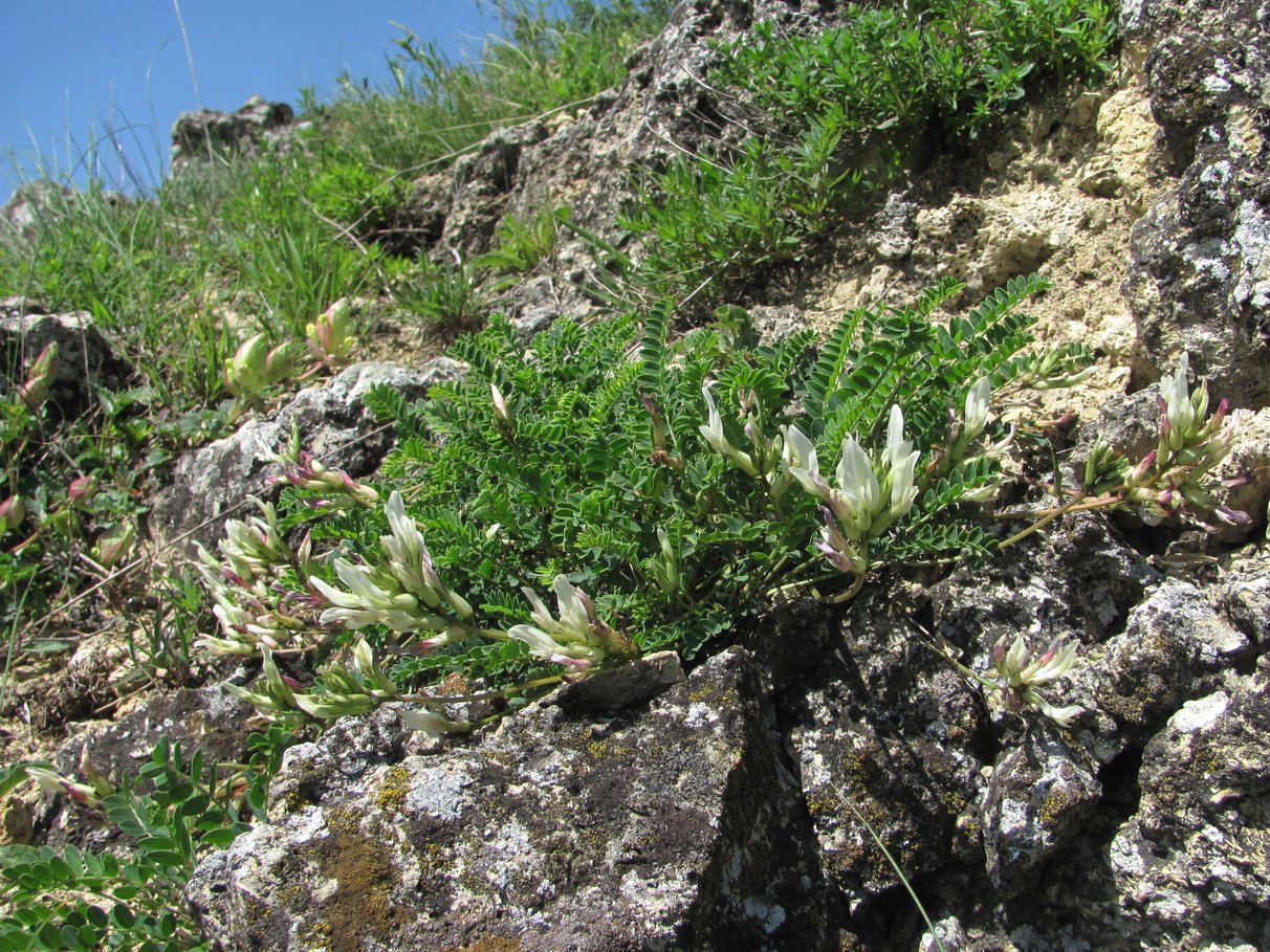 Изображение особи Astragalus demetrii.