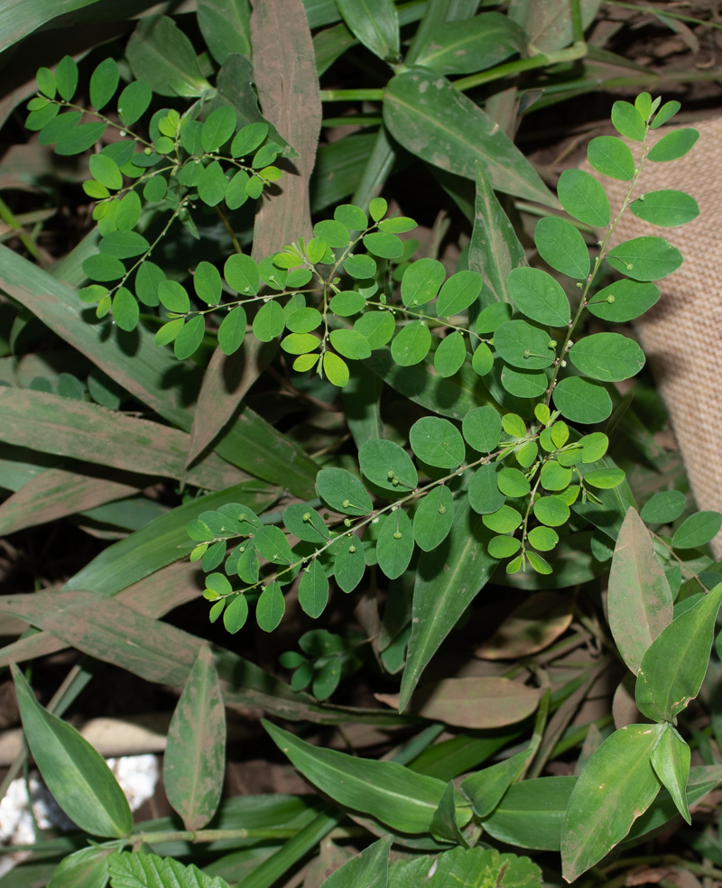 Изображение особи Phyllanthus rotundifolius.