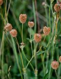 Trifolium montanum