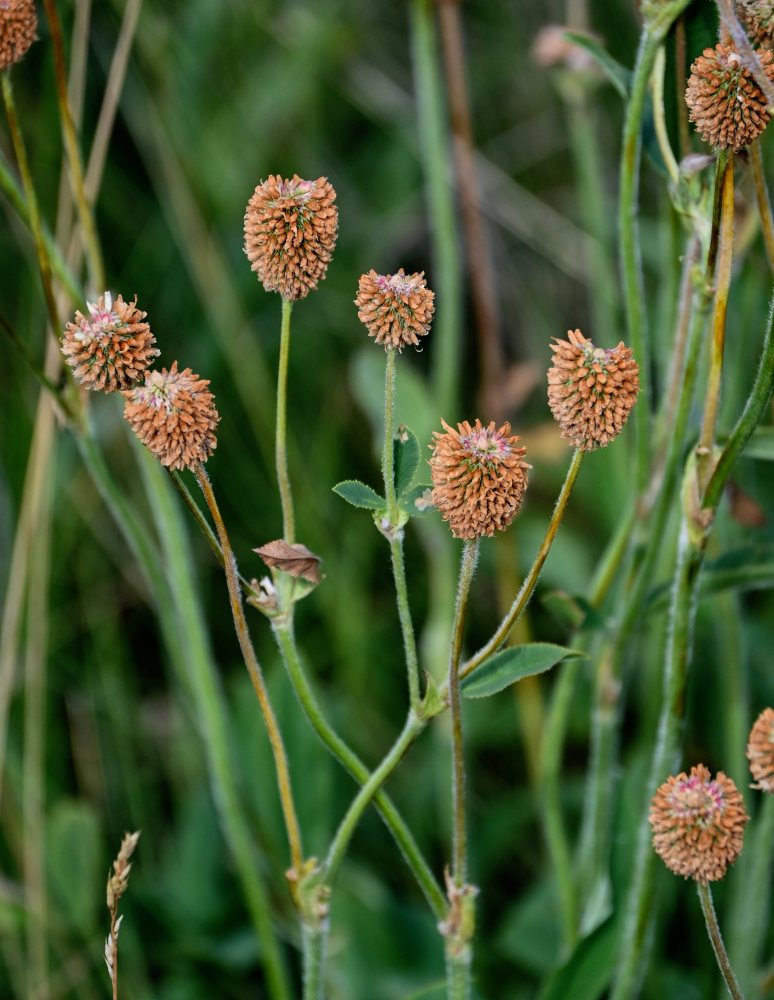 Изображение особи Trifolium montanum.