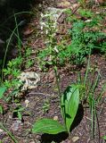 Platanthera chlorantha