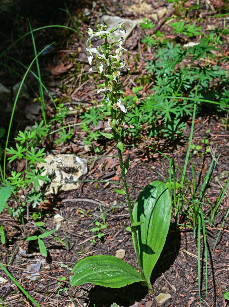 Image of Platanthera chlorantha specimen.