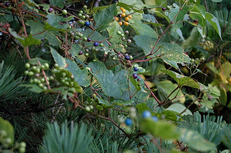 Image of Ampelopsis brevipedunculata specimen.