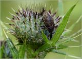 Cirsium vulgare