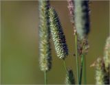 Phleum pratense