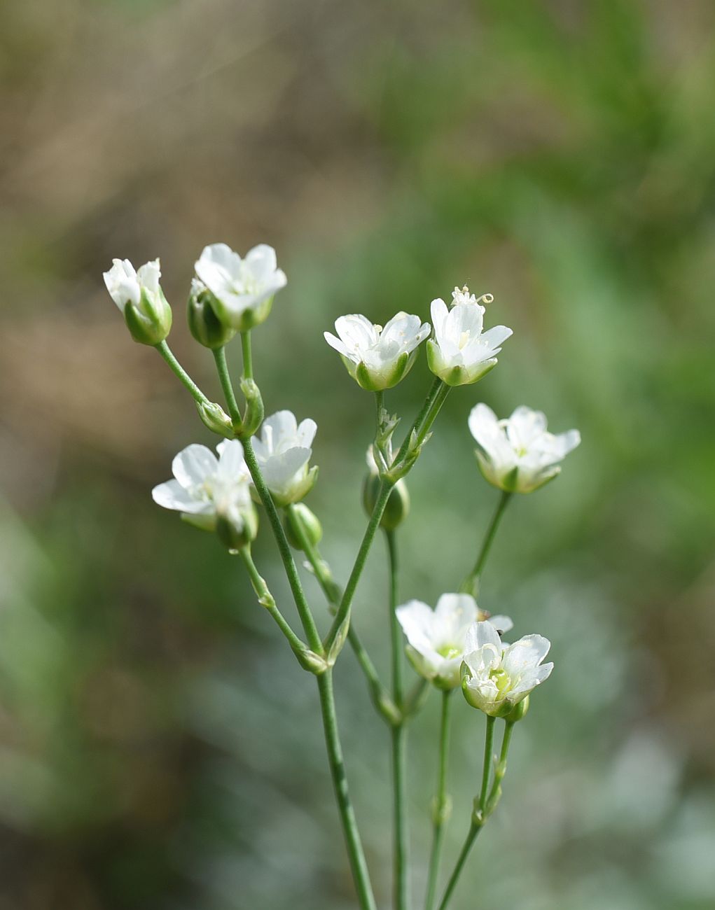 Изображение особи Eremogone saxatilis.