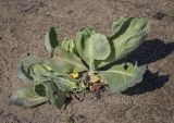 Brassica variety capitata