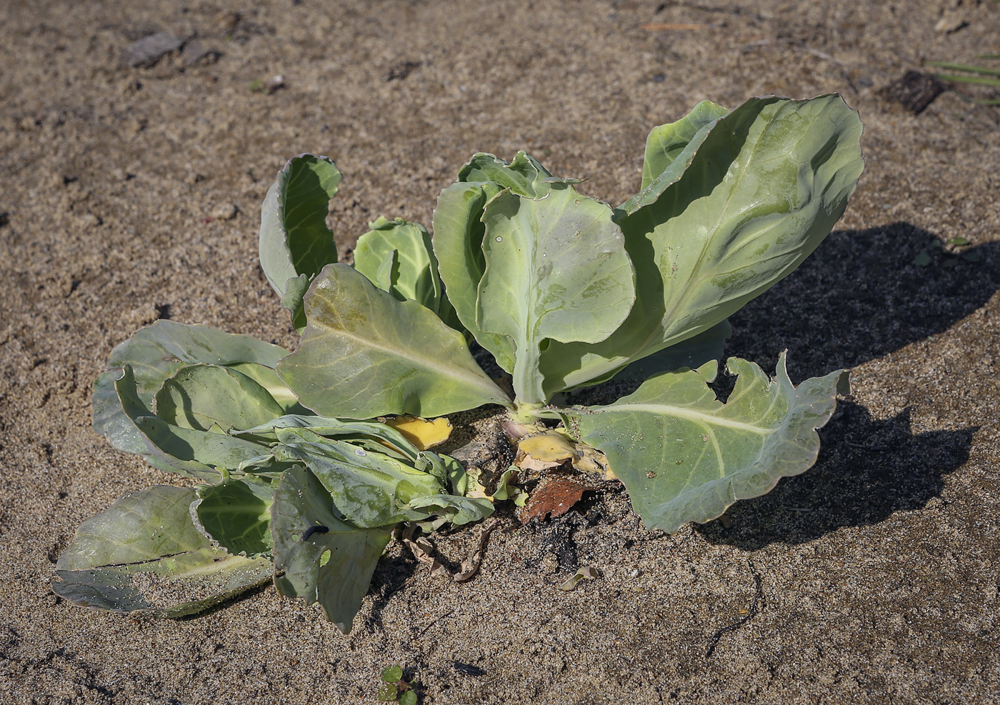 Image of Brassica oleracea var. capitata specimen.