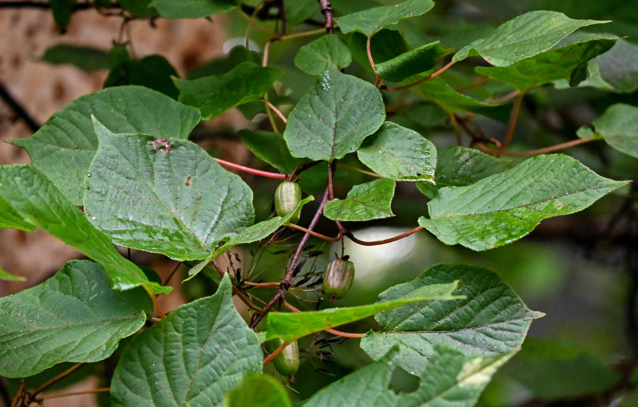 Изображение особи Actinidia kolomikta.