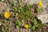 Ranunculus brachylobus