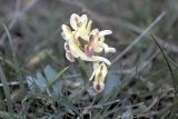 genus Corydalis. Соцветие. Южный Казахстан, предгорья хр. Боролдайтау, окр. с. Балыкчи. 18.03.2003.