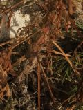 Artemisia scoparia. Основание побега. Крым, Севастополь, Крепость Каламита. 25.09.2010.