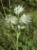 Astrantia major. Верхушка побега с соцветиями. Испания, автономное сообщество Каталония, провинция Жирона, комарка Рипольес, муниципалитет Сеткасес, окр. н.п. Сеткасес, ≈1300 м н.у.м., верховья р. Тер, небольшая пересыхающая излучина, высокотравные заросли. 27.07.2021.