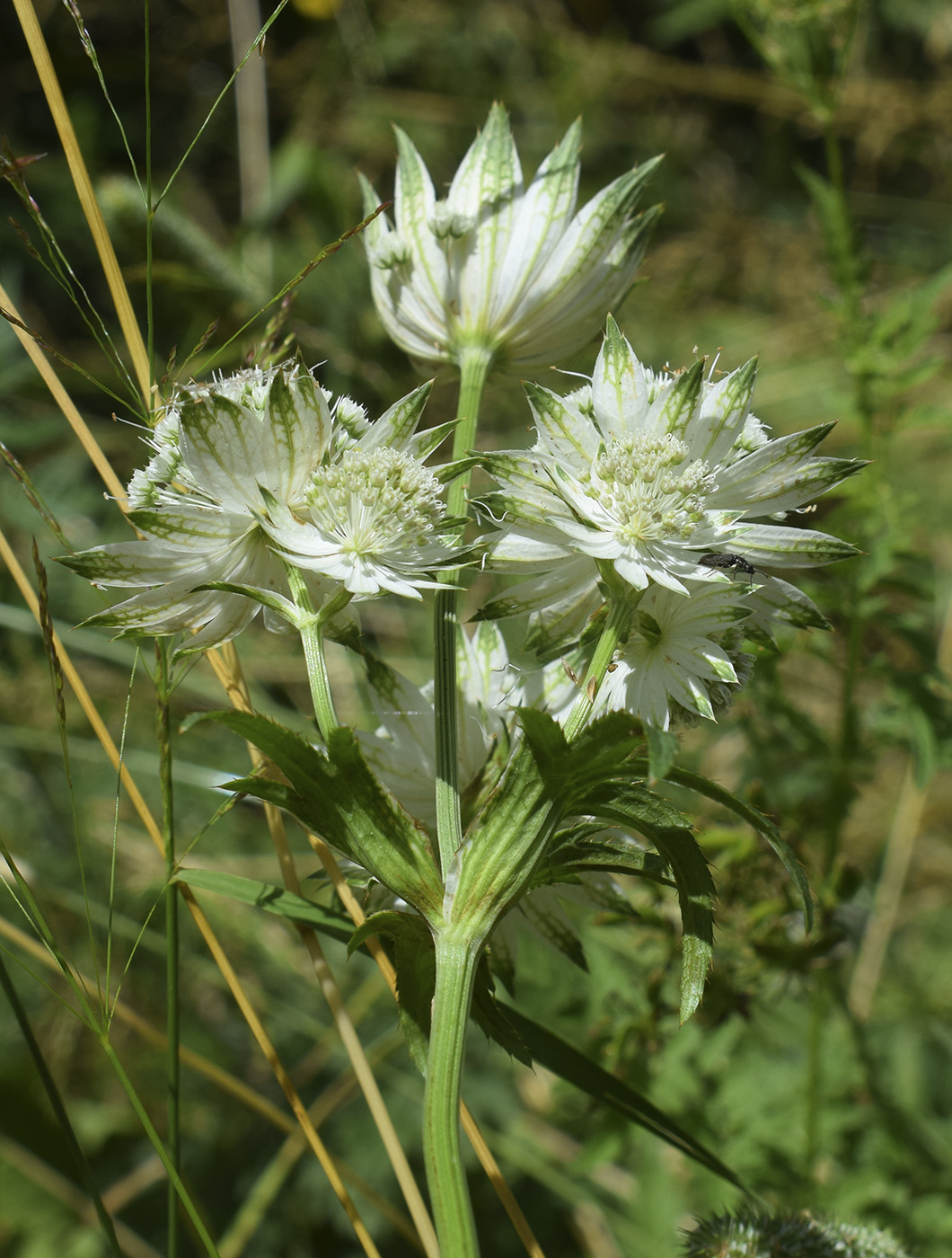 Изображение особи Astrantia major.