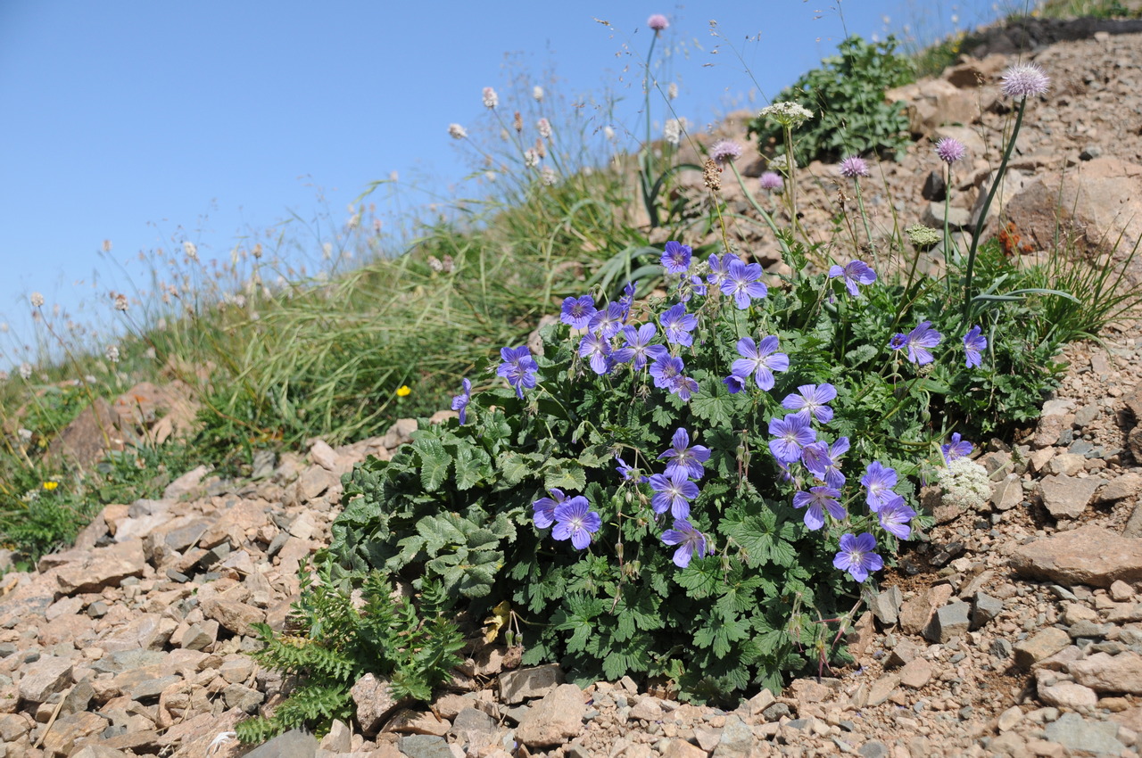 Image of Geranium saxatile specimen.