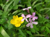 Cardamine quinquefolia. Цветки и бутоны (слева - цветок Ranunculus constantinopolitanus). Краснодарский край, городской округ Сочи, Хостинский р-н, туристическая тропа \"Орлиные скалы\", широколиственный лес. 17.03.2023.