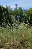 Centaurea cyanus