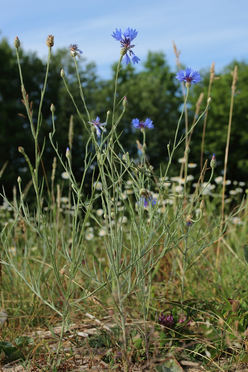 Image of Centaurea cyanus specimen.