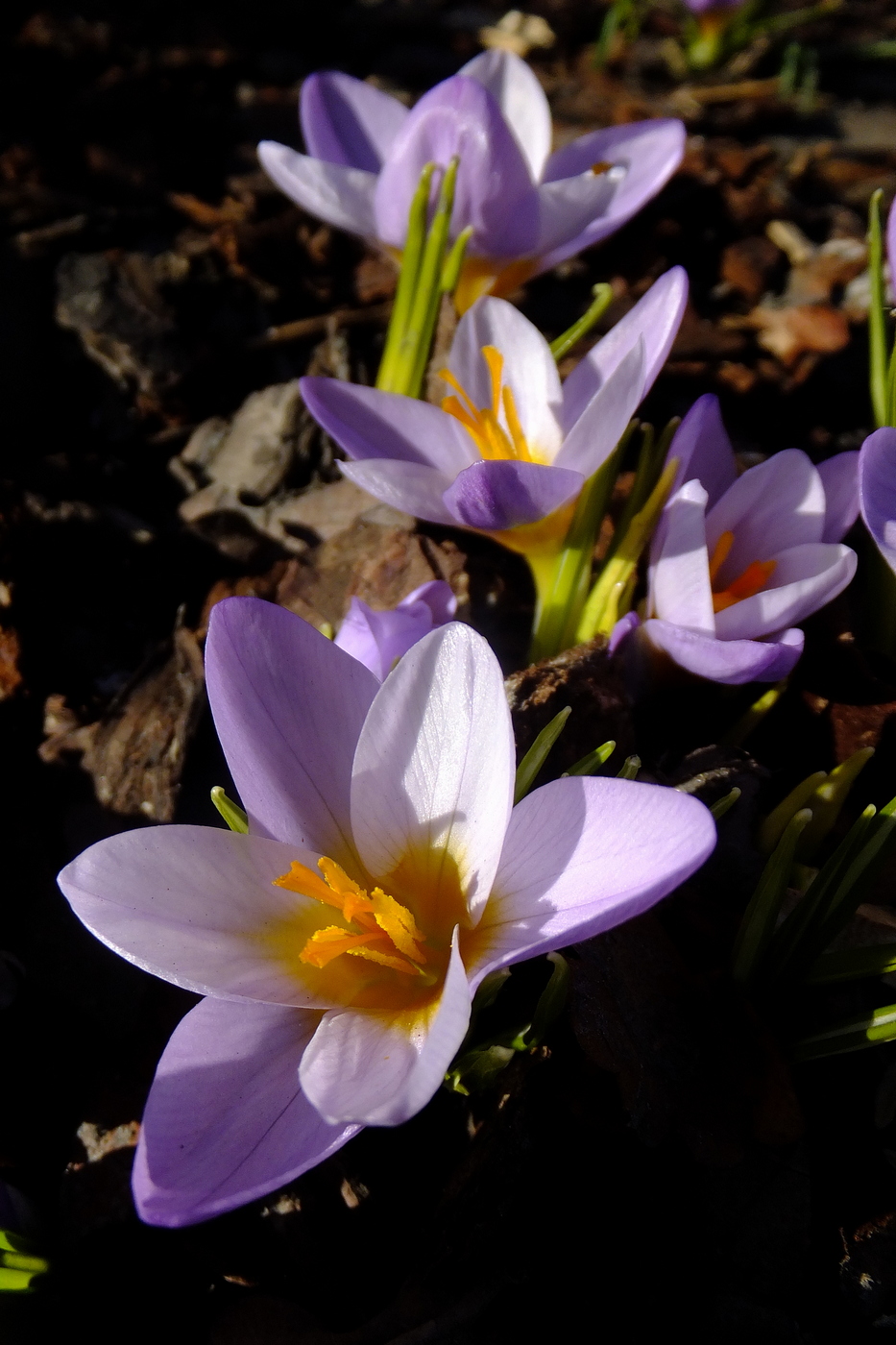 Image of Crocus dalmaticus specimen.