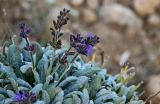 Salvia canescens. Распускающиеся соцветия и верхушки листьев. Дагестан, Гунибский р-н, с. Гуниб, Гунибская крепость, ≈ 1500 м н.у.м., каменистый склон. 29.07.2022.