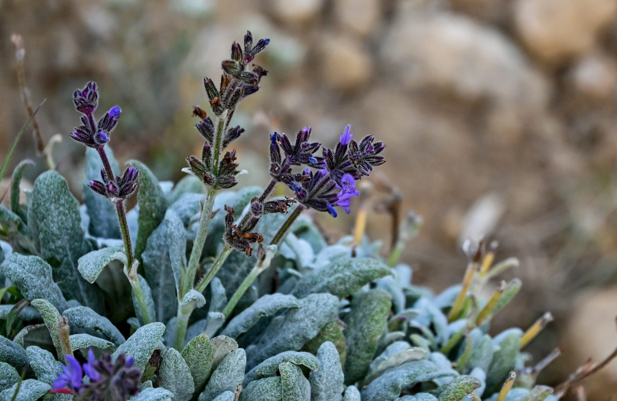 Image of Salvia canescens specimen.