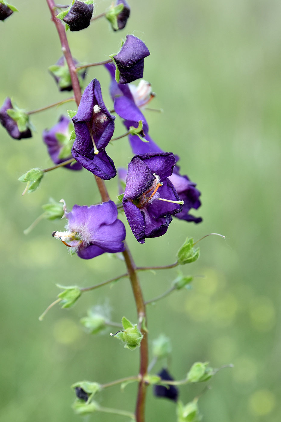 Image of Verbascum phoeniceum specimen.