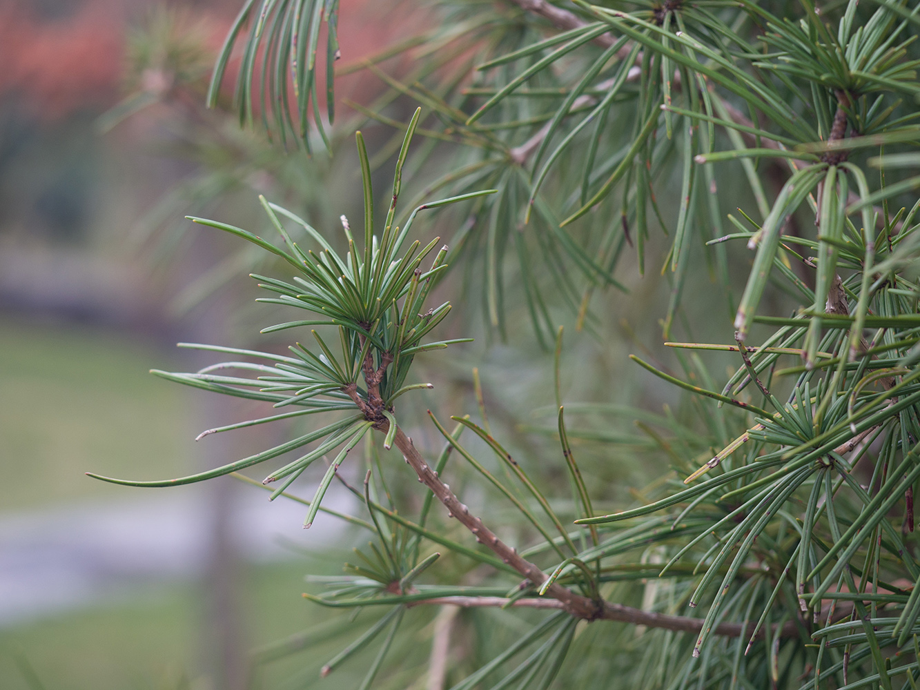 Изображение особи Sciadopitys verticillata.