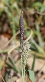 Carex