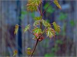 Acer platanoides. Верхушка ветви с молодыми побегами. Московская обл., Раменский р-н, окр. дер. Хрипань, садовый участок. 02.05.2024.