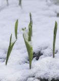 Convallaria majalis