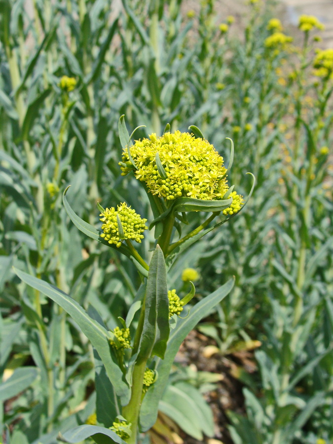 Image of Bunias orientalis specimen.