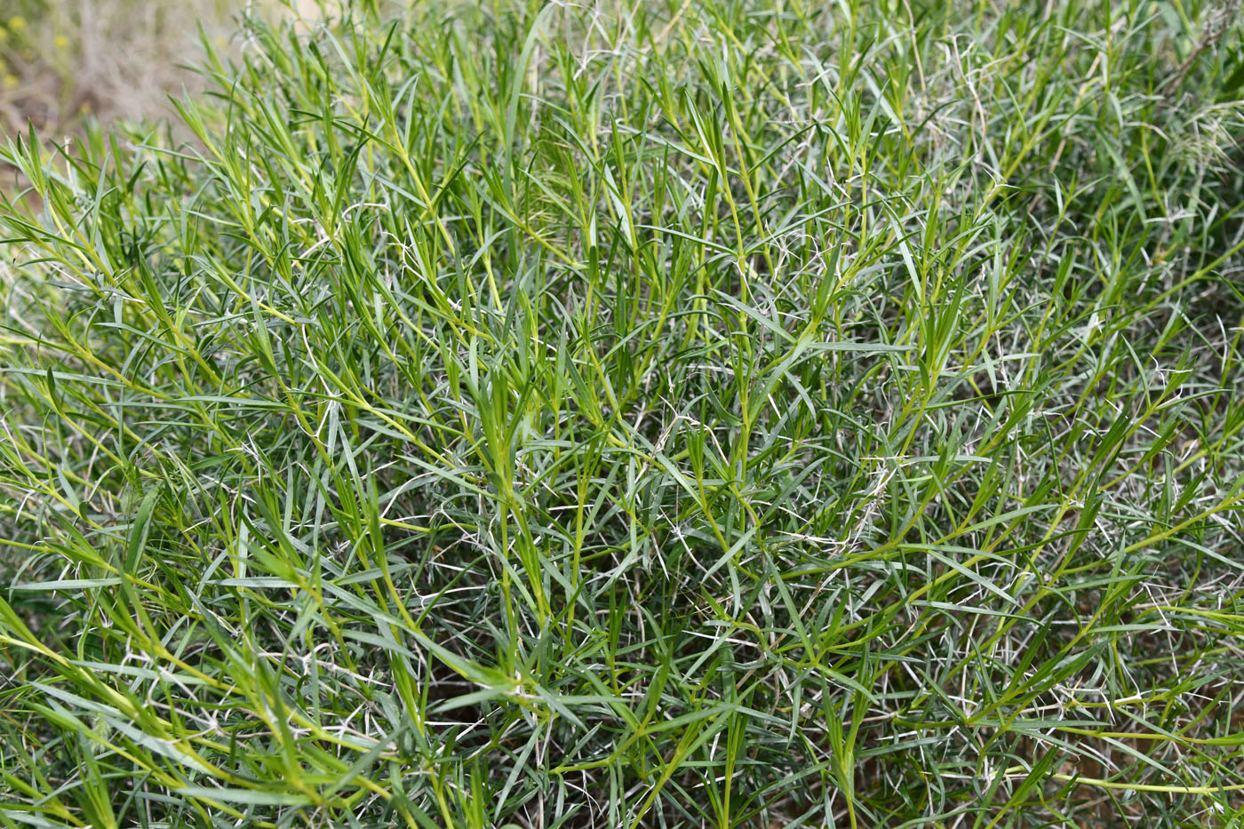 Image of genus Acanthophyllum specimen.