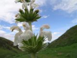 Phlomoides korovinii