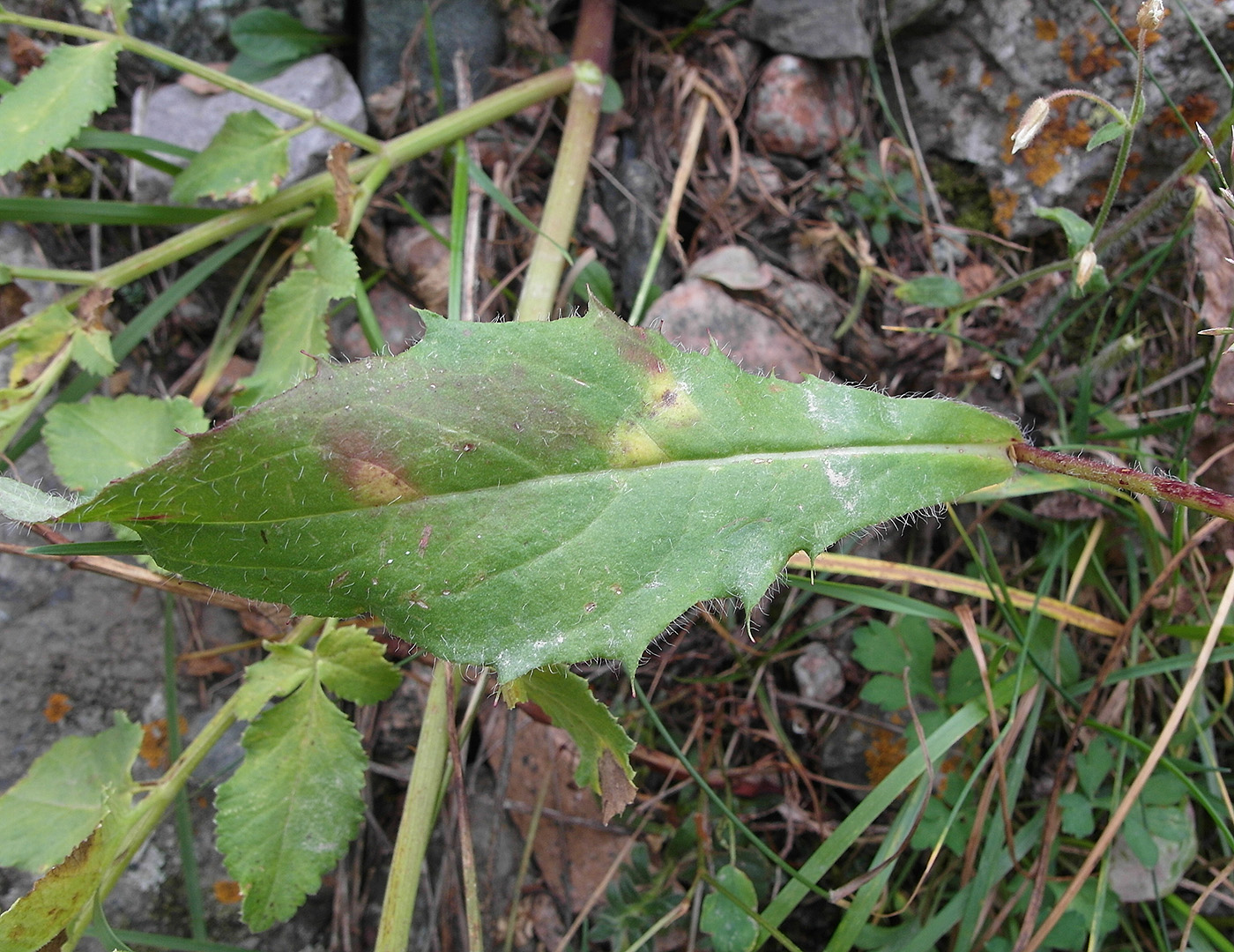 Image of Hieracium korshinskyi specimen.