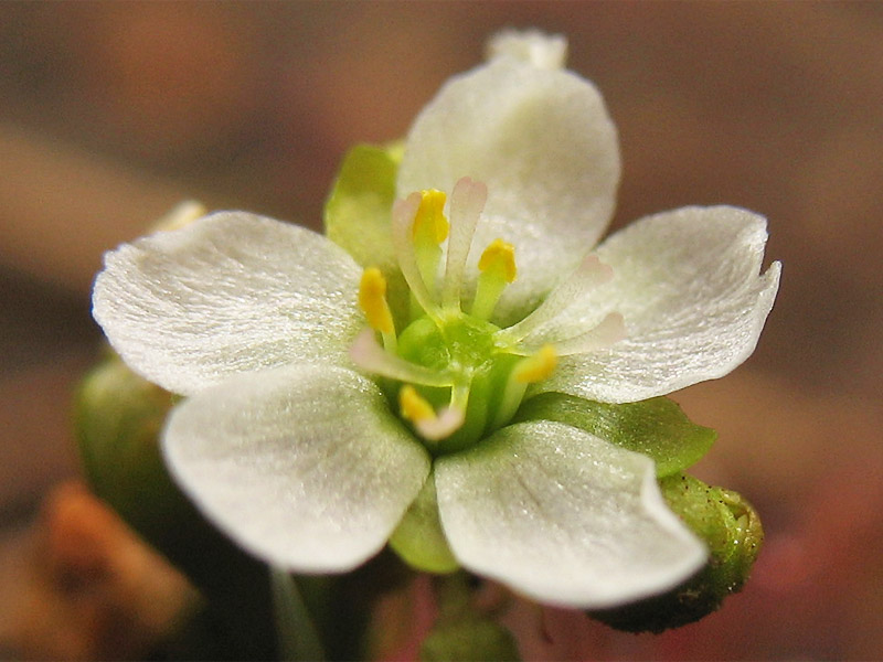 Изображение особи Drosera intermedia.