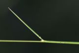 Nardus stricta