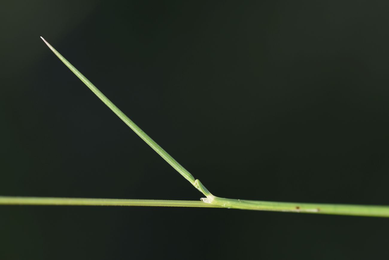 Image of Nardus stricta specimen.