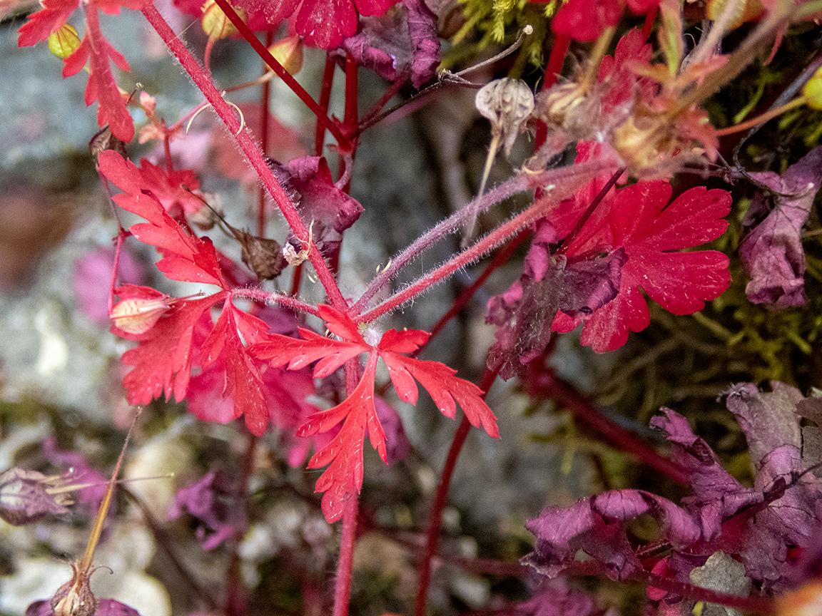 Image of Geranium lucidum specimen.