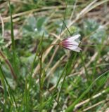 Lloydia serotina