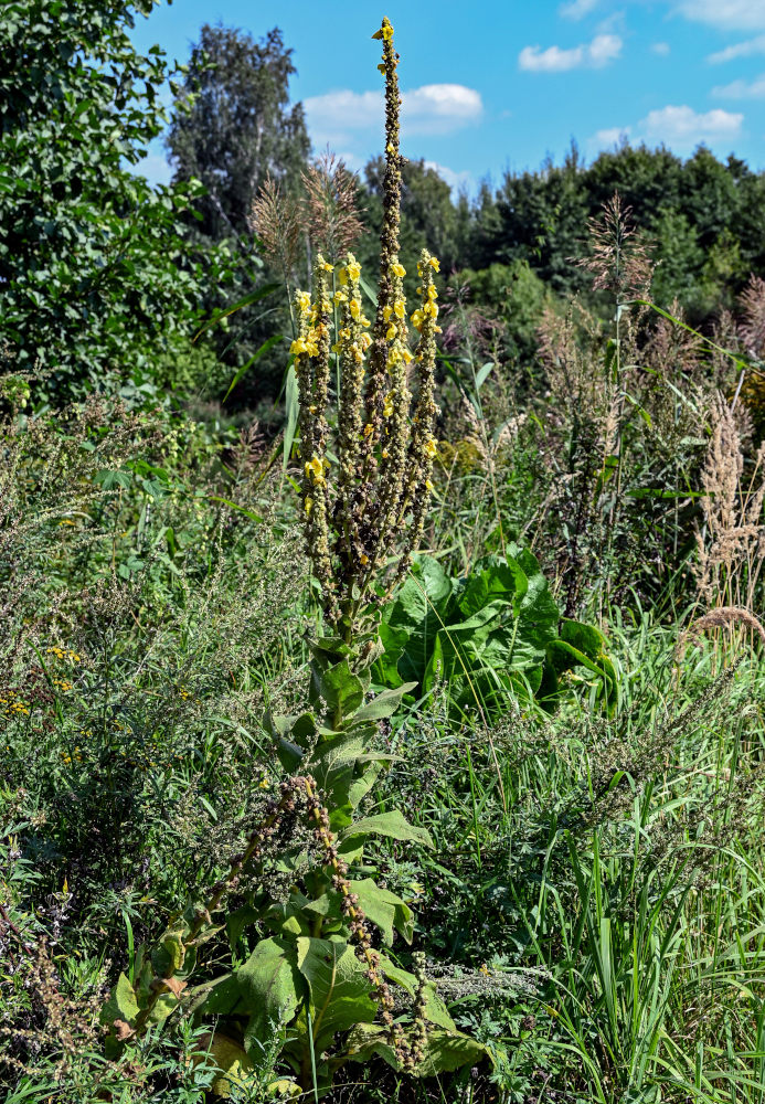 Изображение особи Verbascum densiflorum.